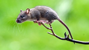 Ako z hororu! Na strome sa vyhrievali potkany