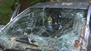 Spadnutý strom zničil autá: Mesto škodu nepreplatí, strom je súkromný