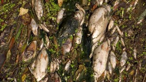 Masívny úhyn rýb v okolí Nových Zámkov. Dôvodov môže byť viac