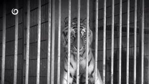 V minizoo zaútočil na opitého muža tiger: Šelma mu odhryzla niekoľko prstov