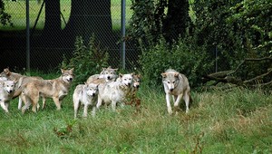 Neschádzajte z lesných chodníkov! Cyklistov prekvapila svorka vlkov, museli vyliezť na strom