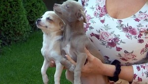 Desať šteniat čivavy chcela predať vo Francúzsku. Všetky uhynuli