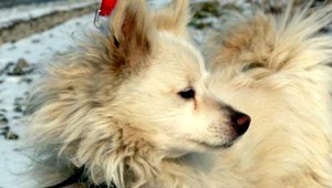 V Košiciach sa stratil biely špic Žakuj! Pomôžte ho nájsť