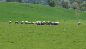 Vlčia svorka útočila na ovce. Ochranári radia dôkladne zabezpečiť stáda