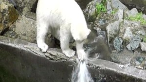 VIDEO: Kameňom aj labkou. Malá medvedica bojovala s prúdom vody