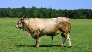 Býk zabil muža (†52), ostalo po ňom 8 detí