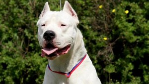 Stratil sa Fuego. Má náhubok a nevie sa ani napiť