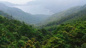 Fotograf kúpil pôdu, aby na nej vyrástol les: Pritiahol divú zver