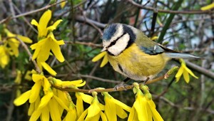 Počasie na víkend: Na úplne slnečnú jar si musíme ešte počkať