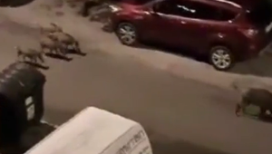 VIDEO: Diviačia rodinka sa pohybovala medzi panelákmi, ľudia majú strach