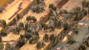 Agresívne včely terorizujú okolie. Obyvatelia sa nevedia dostať na svoje polia, niektorí skončili aj v nemocnici