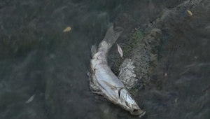 Na brehoch Torysy sa objavili stovky uhynutých rýb. Úhyn vyšetruje inšpekcia