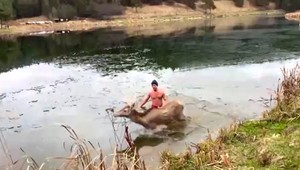 VIDEO: Traja mladíci vyslobodili topiacu sa srnku. Prelomil sa pod ňou ľad