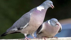 Holuby, traste sa! Idú na vás s vínovým chlebom...