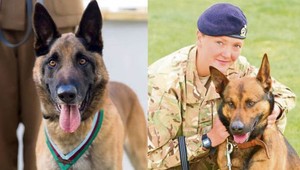 Psí veteráni roky verne pomáhali armáde, teraz ich chcú utratiť. Vojaci sa búria