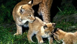 Šelmu v hlavnom meste stále nechytili, skúšajú pasce na rysa