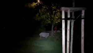 Divé svine na sídlisku vystrašili obyvateľov v hlavnom meste. Celé čriedy sa premávajú pomedzi paneláky