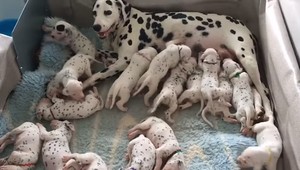VIDEO: Invázia dalmatíncov prekonala rekord. Majú šesťkrát viac šteniat ako čakali
