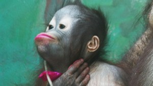 Orangutan Kiran oslávil prvé narodeniny