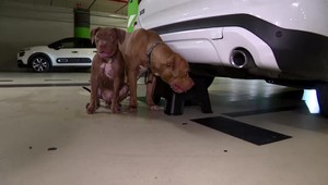 Dva psíky zostali bez jedla a pitia priviazané o auto. Reakcia majiteľky šokovala