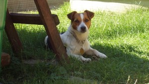 Hľadá sa Maxo, stratil sa na Záhorí