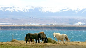 Island je najmierumilovnejšou krajinou sveta. Slovensko prekvapilo