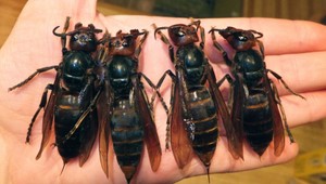 Zmutované sršne strašia Európu, zabili šesť ľudí