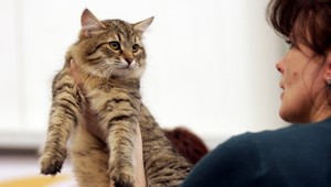 Šialenec z Púchova si s mačkami netyká. Surovo ich stieľa!