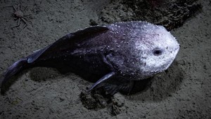 VIDEO: Najškaredšia zviera planéty sa stalo rybou roka na Novom Zélande