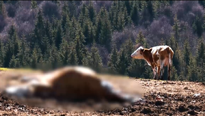 Medveď farmárovi napáchal škody. Od štátu nedostane ani cent