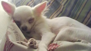 V Žiline sa stratila čivava Papita