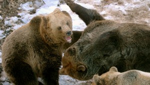 Po smrteľnom útoku pri Hybe bolo eliminovaných 12 problémových medveďov