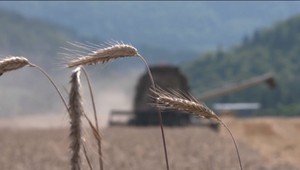 Extrémne suchá pociťujú aj v najchladnejšom kúte Slovenska. So žatvou začali na Orave o 3 týždne skôr