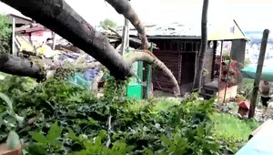 Smrti unikli len o chlp: 13-ročné dievča zachránilo otca pred padajúcim stromom