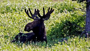 Majestátny los putoval z východu na západ, po ceste