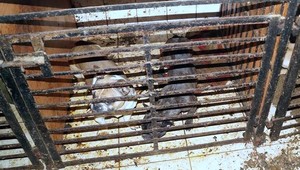 V dome množiteľov žilo 170 psov v troch miestnostiach