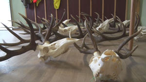 Zlodej si trúfol na poľovníkov. Ukradnuté trofeje skryl tam, kde by to nik nečakal