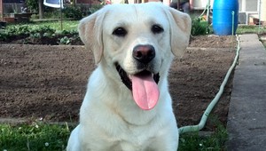 Pomôžte nájsť strateného psa. Labrador zmizol už na Silvestra