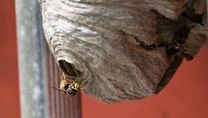 Roj ôs napadol ženu pri čistení hrobov. Zachránil ju rýchly útek do nemocnice