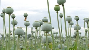 Slovensko má málo maku. Môžu za to drogy...