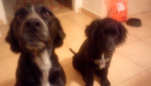 Stratili sa Lola a Lady. Majitelia sľubujú odmenu