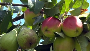 V záhrade si vysadil raj. Na jednom strome rastú jablká s hruškami