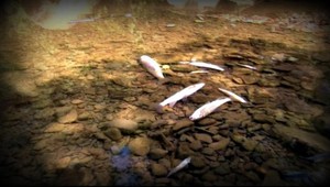 Cintorín rýb. Z rieky Laborec je pohrebisko