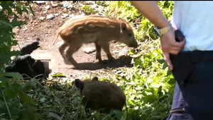 Diviaky terorizujú sídlisko: Prevracajú odpad a rušia noc