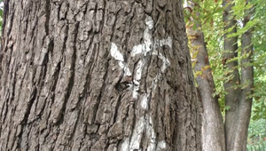 Vandal sprejom zničil storočné gaštany. Obyvatelia sú pobúrení