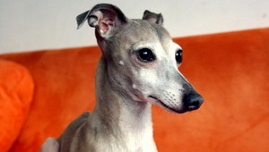 Hľadáme sučku chrtíka. Odmena istá!