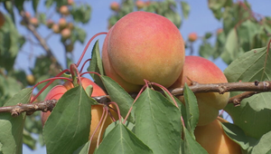 Začala sa marhuľová sezóna. Sladké ovocie láka aj na samozber