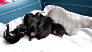 Šteňatá z našich množiarní nelegálne predávali v Taliansku