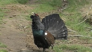 Hlucháňov hôrnych je v slovenských lesoch čoraz menej. Problémom sú chýbajúce hluchánie sliepky