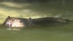 Farmári na Orave bojujú so zákonom chráneným protivníkom